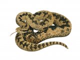 Adder (Vipera berus) RA001