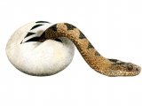 Adder (Vipera berus) RA002