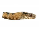 Adder (Vipera berus) RA003