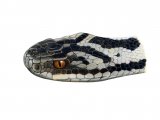 Adder (Vipera berus) RA004