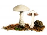 Agaricus altipes FU001