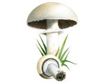 Agaricus arvenis (Field mushroom) FU001
