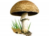 Agaricus augustus FU001