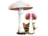 Agaricus benesii FU001