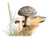 Agaricus bernardii FU001