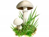 Agaricus bisporus FU001
