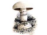 Agaricus bitorquis FU001