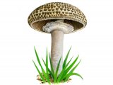 Agaricus bohusii FU001
