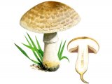 Agaricus bresadolians FU001