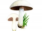 Agaricus campestris FU001