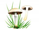 Agaricus comtulus FU001
