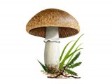Agaricus cupreobrunneus FU001