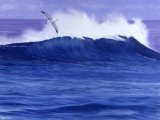Albatross (Wandering) Diomedea exulans BD001