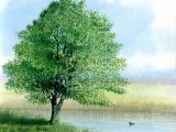 Alder - Alnus glutinosus B001