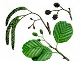 Alder - Alnus glutinosus B003