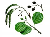 Alder - Alnus glutinosus B003