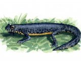 Alpine Newt (Triturus alpestris) RA001