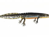 Alpine Newt (Triturus alpestris) RA002