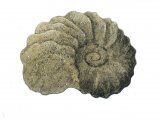 Ammonite fossil (Schloenbachia) P001