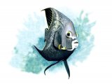 Angelfish (Pomacanthus paru) F001