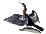 Anhinga (Anhinga anhinga) BD001