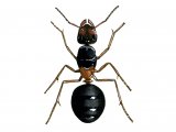 Ant (wood) (male) Formica rufa IN003
