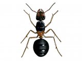 IH008 - Ant (wood) (male) Formica rufa