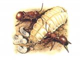 IH014 - Ant (Myrmica sp.) & Butterfly Caterpillar (Lycaenidae sp.)