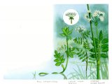Aquatic Plants - Fools watercress, Lesser water-parsnip, Greater water-parsnip, B001