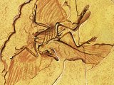 Archaeopteryx Fossil P001