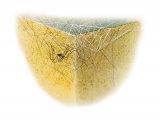 Architrave Spider Web (Pholcus phalangioides) OS001