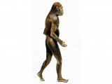 Australopithecus P001