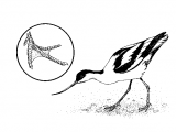 Avocet (Recurvirostra avosetta) BD001