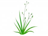 Awlwort (Subularis aquatica) B001