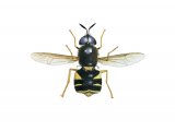 Banded General (Stratiomys potamida) IN001