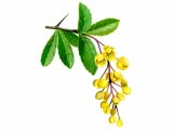 Barberry (Berberis vulgaris) B001