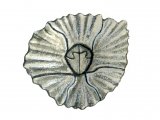Barnacle (Chthamalus montagui) OS001