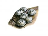 Barnacle (Senibalanus balanoides) OS001