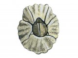 Barnacle (Senibalanus balanoides) OS001