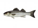 Bass (Sea) Dicentrarchus labrax F001