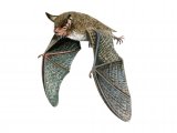 Bat (Daubenton