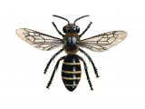 Bee (Slender mining) Lasioglossum calceatum IN001
