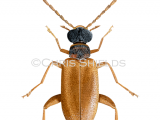 Beetle (Euglenes oculatus) IN0026