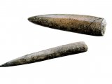 Belemnite fossil Hibolithes P002