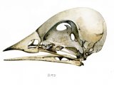 Bird Skull (generic) BD001