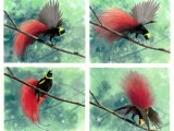 Bird of Paradise (Paradisaea raggiana) BD001