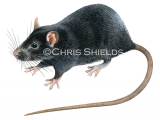 Black Rat (Rattus rattus) M0014