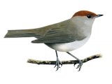 Blackcap female (Sylvia atricapilla) BD0257