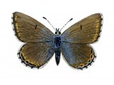 Adonis Blue (female) Lysandra bellargus IN003