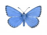 Adonis Blue (male) Lysandra bellargus IN002